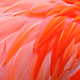 Illustration for article titled Neon Bird Feathers Hold the Key to Colors That Never Fade
